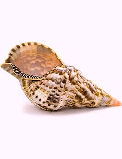 Large Triton Shell - Nautical Luxuries