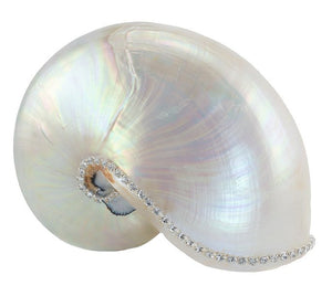 Neptune's Jewels Crystal Shell Collection Pearl Nautilus - Nautical Luxuries