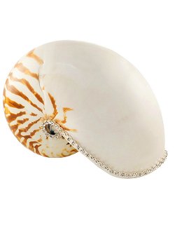 Neptune's Jewels Crystal Shell Collection Tiger Nautilus - Nautical Luxuries