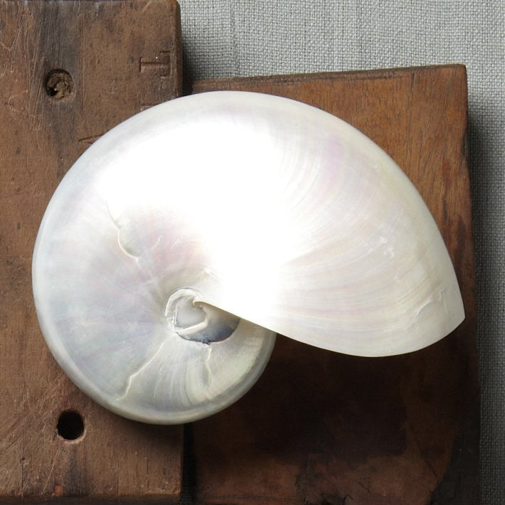 Giant Polished Pearl Nautilus Shell - Nautical Luxuries