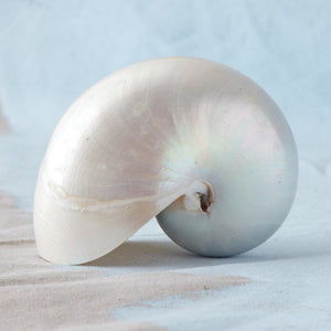 Giant Polished Pearl Nautilus Shell - Nautical Luxuries