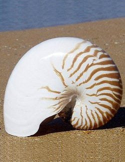 Giant Tiger Nautilus Shell - Nautical Luxuries