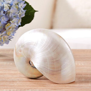 Giant Polished Pearl Nautilus Shell - Nautical Luxuries