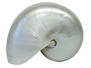 Giant Polished Pearl Nautilus Shell - Nautical Luxuries