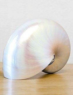 Giant Polished Pearl Nautilus Shell - Nautical Luxuries